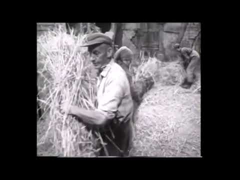 67. Traditionelle Landwirtschaft - Die Ernte - 2. Dreschen der Brotfrucht