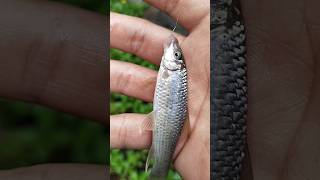 Download lagu MANCING IKAN NILEM DI AIR KERUH #shorts #mancing #fishing #ikan #ikannilem #mancingmania mp3