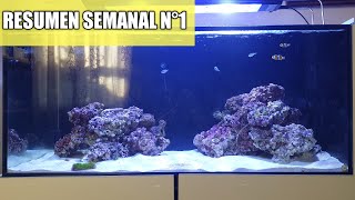 ✅RESUMEN SEMANAL Nº1 [NUEVAS SORPRESAS]
