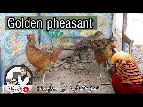 download lagu mp3 mp4 Golden Pheasant Drink Recipe, download lagu Golden Pheasant Drink Recipe gratis, unduh video klip Golden Pheasant Drink Recipe