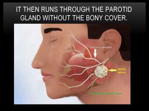 Use Of Intraoperative Nerve Monitoring In ENT