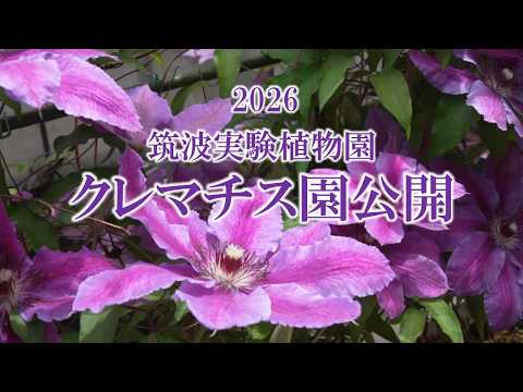 クレマチス園公開 2026 ～筑波実験植物園～／Opening of the Clematis Garden at Tsukuba Experimental Botanical Garden