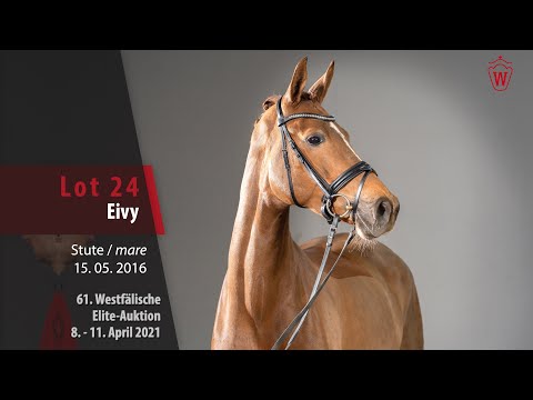 61. Westfälische Elite-Auktion Lot 24 Eivy Stute v. Escolar - Diatano