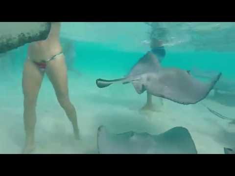 Feeding Southern Stingrays at Stingray City Grand Cayman Island