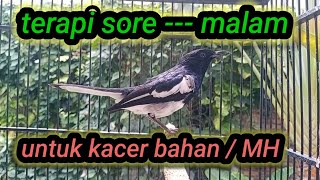 Download lagu ngeplong gacor sore hari cocok buat merangsang kacer malas bunyi mp3