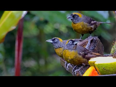 Dusky-faced Tanagers "Flick" Their Way to the Fruit Feeder in Panama | September 26, 2025