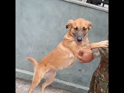 Vídeo de Pandora