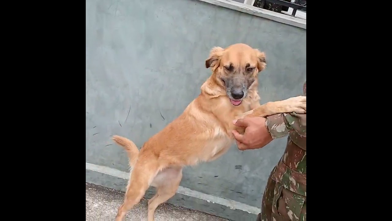 Cachorro raça SRD-ViraLata idade 1 ano nome Pandora