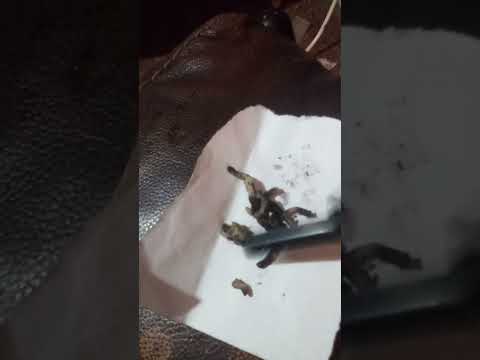 Sunkist Soda - I found something in my 2 l bottle of Sunkist grape soda that I purchased...