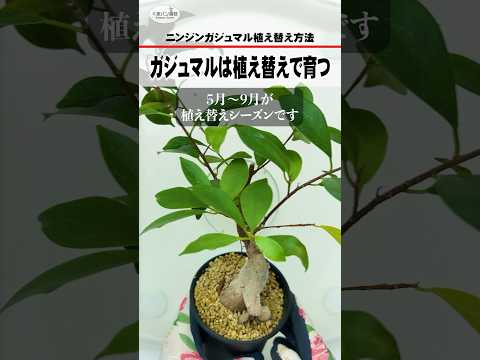霜が降りた植物を（鉢植えまたは地中に）保存し、再び植え直すにはどうすればよいでしょうか？  庭園