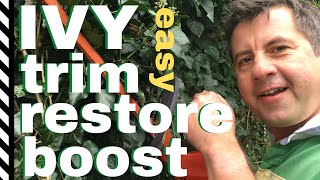 How to cut an ivy hedge - Trim, restore, boost