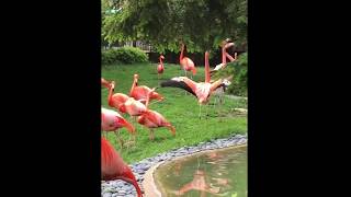 Flamingo Fight