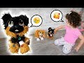 LAURA SALVA CACHORRINHOS ABANDONADOS Historinha Infantil BRANCOALA KIDS PRETEND PLAY