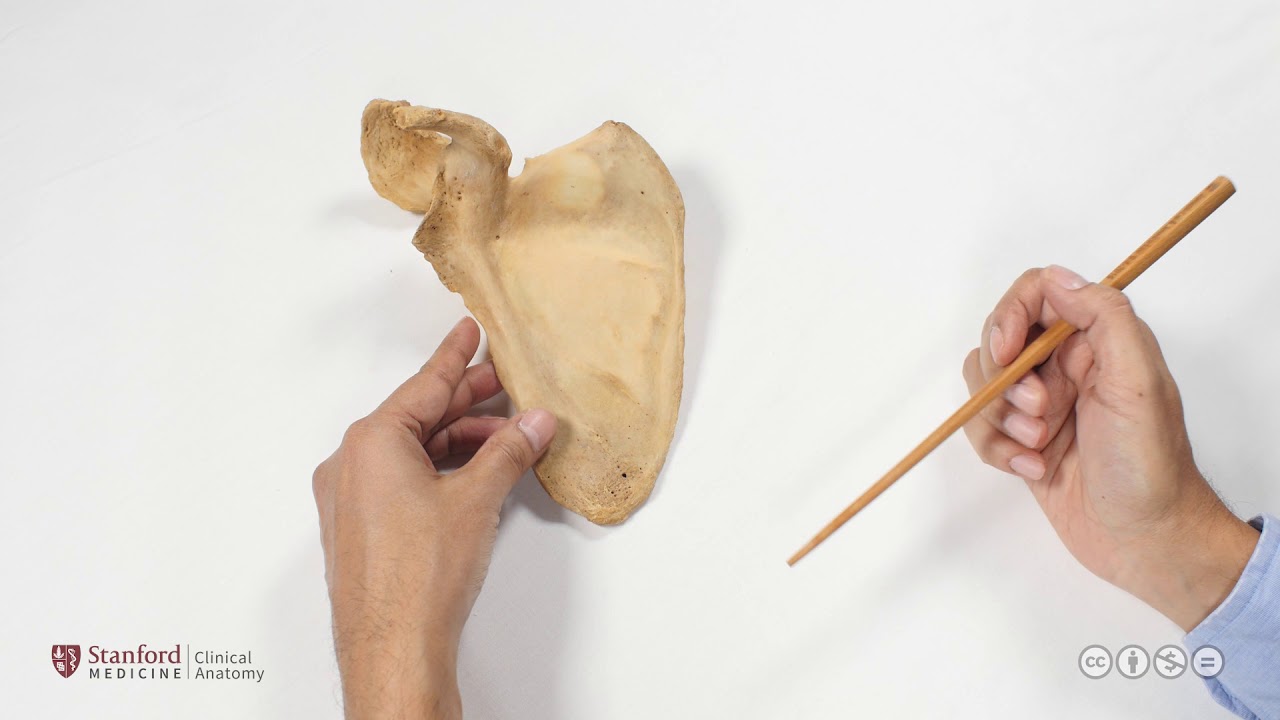 Bones of the Shoulder and Arm