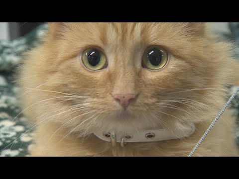 Caffeine and kittens are the big draw at Tacoma's first cat cafe - KING 5 Evening