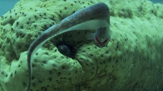 Pearlfish&#39;s Gross Hiding Spot... Inside a Sea Cucumber | BBC Earth