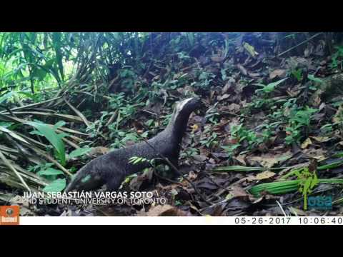 Grison Caught on Camera Trap