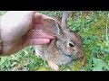 Comforting A Dying Rabbit - A Documentary