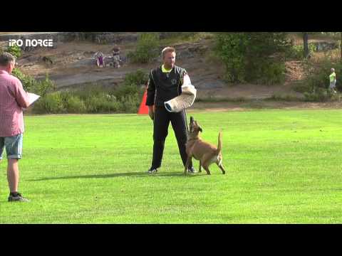 FCI NM IPO 2014 - Hilde Engeland - Helga vom Brunsbeker Land - C