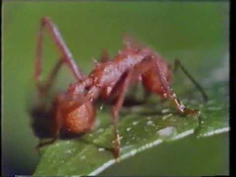 OPSTANAK - Milioni mrava 1. deo