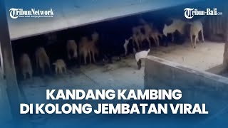 Download lagu Viral Kandang Kambing di Kolong Jembatan Sibangkaja, Desa dan Satpol PP Turun Tangan mp3