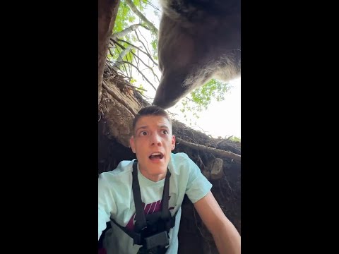 Man has terrifying close encounter with bear after climbing into its den