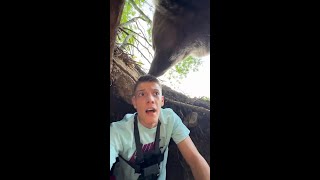 Man has terrifying close encounter with bear after climbing into its den