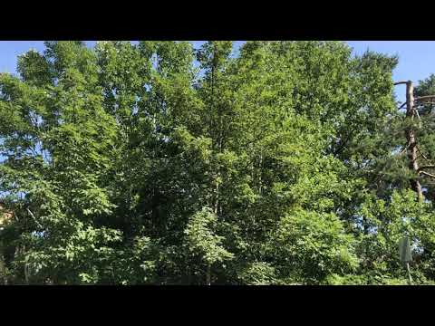 Aligator feat  Daniel Kandi The Perfect Match Club Mix (Remix Dj snolle 2019)