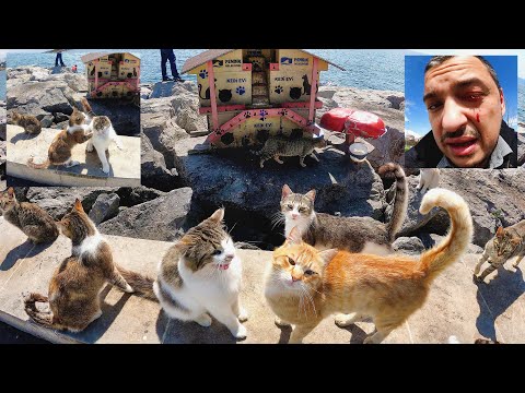 Mutterkatze, die innerhalb des Katzenhauses gebiert. Wütende Katzen auf Katzeninsel.