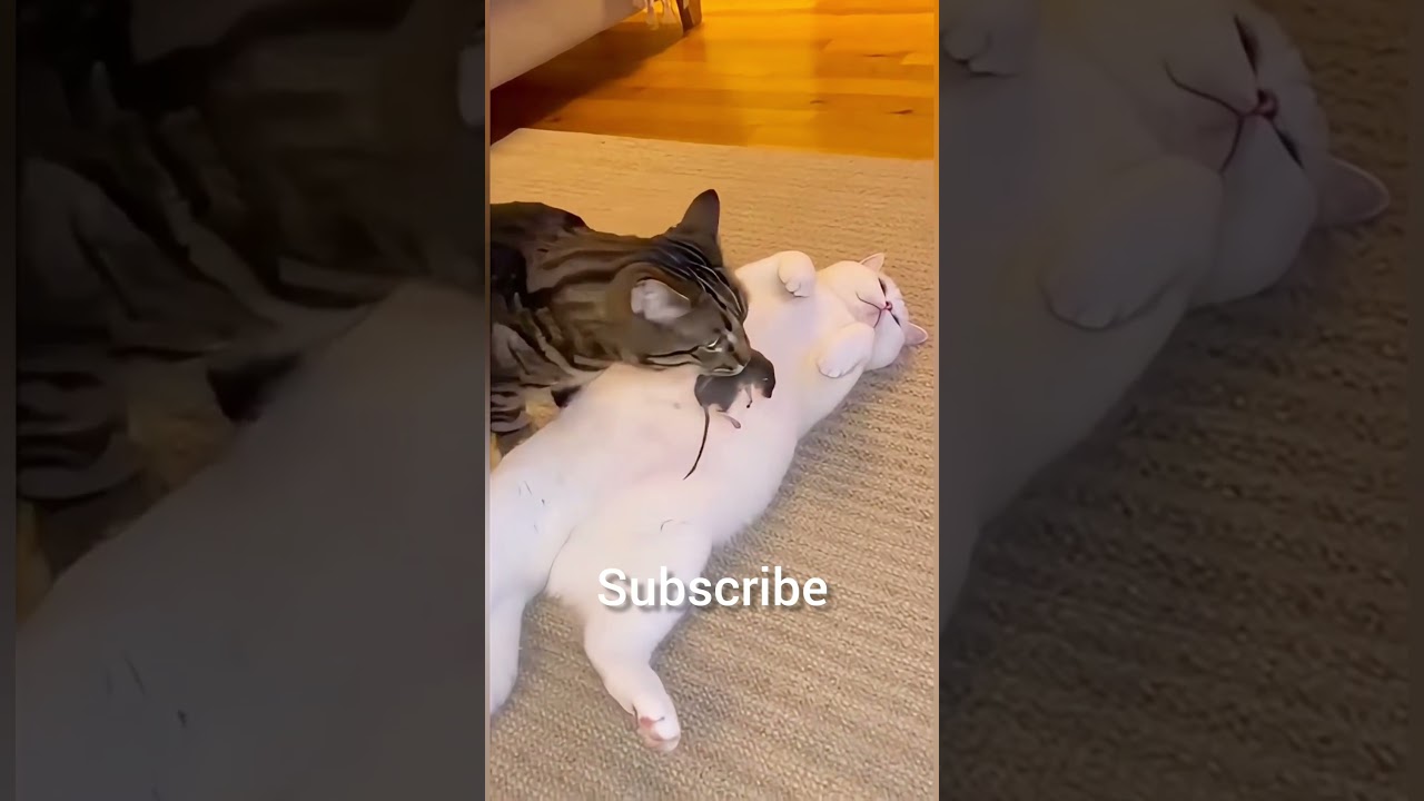 Funniest Cat Moments Caught on Camera 😂🐾  #funny #cat #funnycats