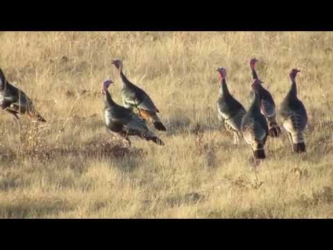 download lagu mp3 mp4 Wild Turkey Cans Special, download lagu Wild Turkey Cans Special gratis, unduh video klip Wild Turkey Cans Special