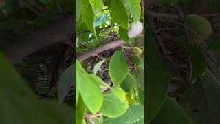 Found a dove nesting in the backyard 🕊 #shorts #dove #nesting