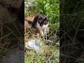 Tuxedo Cat Meowing Meow And Eating Grass Funny Cats Cute Pets Beautiful Animals Memes