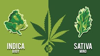 What&#39;s The Difference Between Sativa and Indica