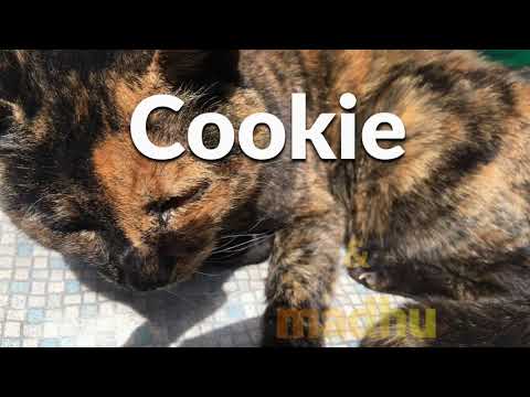 Cookie & madhu  (No stringz attached)   A madCookie Film