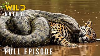 🔴Surviving the Jungle's Most Brutal Arena (Full Episode) | Nature animal documentary