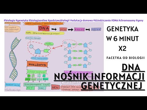 Wszystko o DNA - Genetyka - Darmowe Lekcje Biologii Online -8 klasa - Nośnik informacji genetycznej