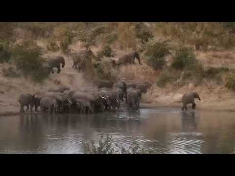 Djuma: Elephants moving quickly, getting quick drink - 17:35 - 06/06/20