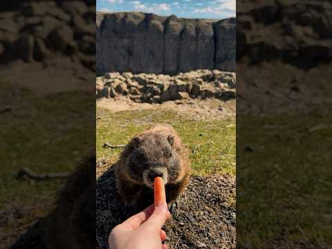 Кормлю сурков! 😍🥕