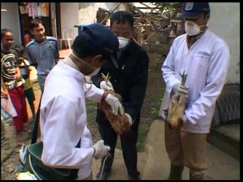 H5N1 in Indonesia and Viet Nam