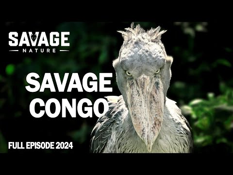 WILD CONGO | Survival In The Primeval Forest | Animal Documentary