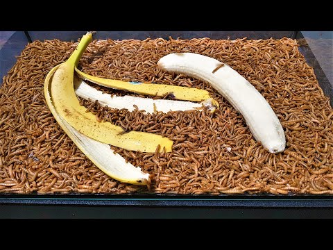 Mealworms VS Banana Time Lapse