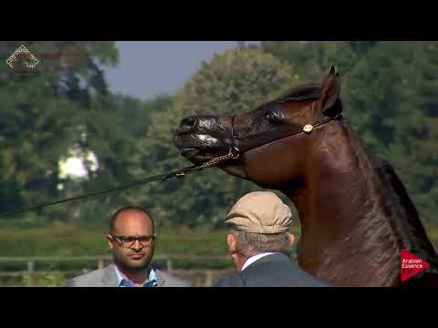 N.84 ABSOLUT DE DJOON - Chantilly 2018 AHO Breeders' Championship - 4 Years Old and Older Stallions
