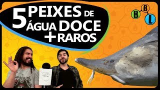 OS 5 PEIXES DE ÁGUA DOCE MAIS RAROS DO MUNDO - Curiosity 30 | BláBlálogia