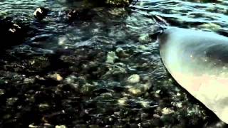 Hiele - Elephant Seals (Essential Oils, out 14/3/14)