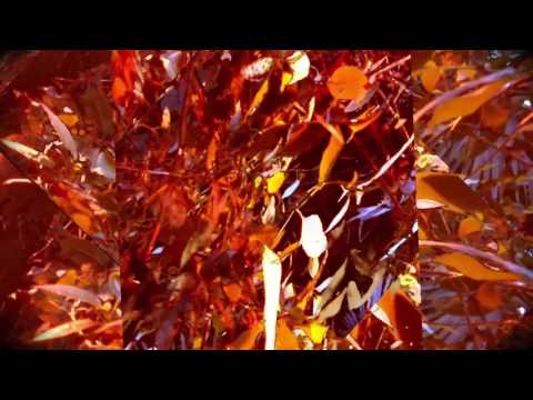 Antithese - Chronik (Prod. by Neunfünf)