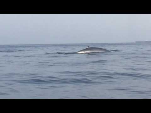Whales Mediterranean near Gibraltar - Al