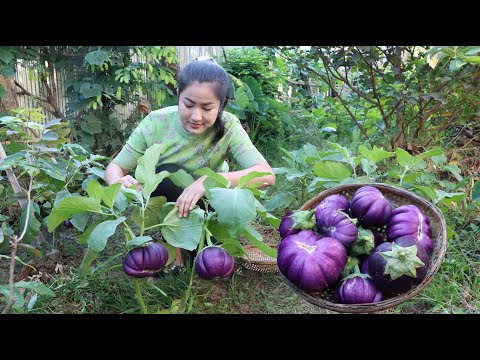 Have you ever grown round eggplant around home? / Yummy round eggplant cooking
