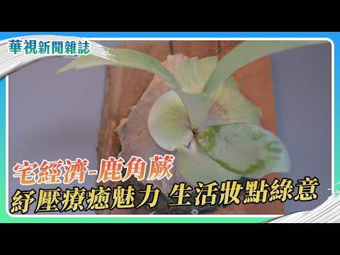 宅經濟 療癒植物鹿角蕨 生活妝點綠意｜華視新聞雜誌