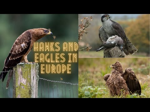 All species of Falcons and Eagles in Europe